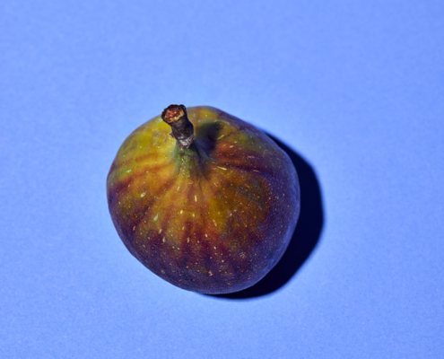 Eine einzelne Feige mit grün-violetter Oberfläche liegt auf einem flachen, hellblauen Hintergrund. Die Feige wirft einen subtilen Schatten auf die Oberfläche und ihr Stiel ist oben sichtbar. Die Expertise eines Foodstylisten zeigt sich in der Beleuchtung, die die Textur und Farben der Feige hervorhebt.