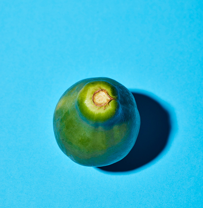 Eine einzelne grüne Papaya sitzt auf einem hellblauen Hintergrund und wirft einen Schatten nach rechts. Die Papaya hat eine glatte Oberfläche mit einem Hauch von Gelb in der Nähe des Stiels. Die Beleuchtung hebt die Textur und Form der Feige hervor und zeigt eine exquisite Bildsprache, die Food-Stylisten und Food-Fotografen bewundern würden.