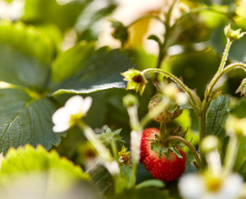 Nahaufnahme von Erdbeeren, die an der Pflanze wachsen. Eine reife rote Erdbeere ist zwischen dem Blattwerk im Fokus, im Hintergrund sind weitere weiße und unreife Erdbeeren zu sehen. Das Sonnenlicht verstärkt die leuchtenden Grün- und Rottöne und fängt die Essenz der Foodfotografie perfekt ein.