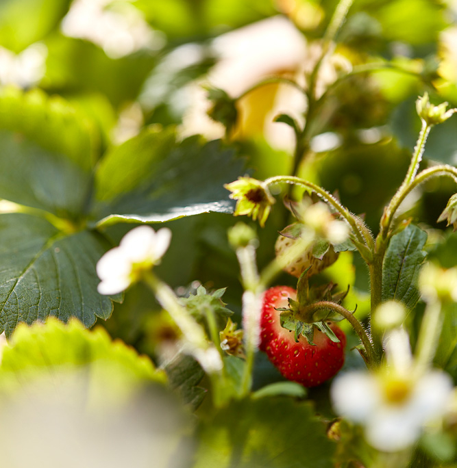 Nahaufnahme von Erdbeeren, die an der Pflanze wachsen. Eine reife rote Erdbeere ist zwischen dem Blattwerk im Fokus, im Hintergrund sind weitere weiße und unreife Erdbeeren zu sehen. Das Sonnenlicht verstärkt die leuchtenden Grün- und Rottöne und fängt die Essenz der Foodfotografie perfekt ein.