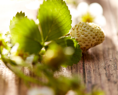 Nahaufnahme einer unreifen Erdbeere mit grünen Blättern und weißen Blüten auf einer Holzoberfläche. Das Bild, das von erfahrenen Food-Fotografen mit Bildsprache erstellt wurde, ist weich fokussiert und hebt die zarte Textur und das frische Wachstum hervor. Warmes Licht sorgt für eine ruhige und natürliche Atmosphäre.