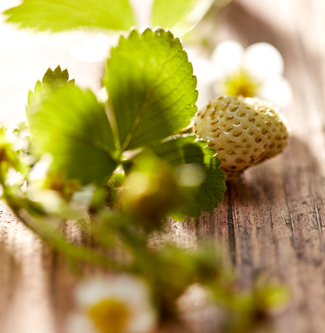 Nahaufnahme einer unreifen Erdbeere mit grünen Blättern und weißen Blüten auf einer Holzoberfläche. Das Bild, das von erfahrenen Food-Fotografen mit Bildsprache erstellt wurde, ist weich fokussiert und hebt die zarte Textur und das frische Wachstum hervor. Warmes Licht sorgt für eine ruhige und natürliche Atmosphäre.