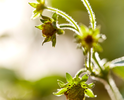 Nahaufnahme einer unreifen Erdbeere mit grünen Blättern und weißen Blüten auf einer Holzoberfläche. Das Bild, das von erfahrenen Food-Fotografen mit Bildsprache erstellt wurde, ist weich fokussiert und hebt die zarte Textur und das frische Wachstum hervor. Warmes Licht sorgt für eine ruhige und natürliche Atmosphäre.