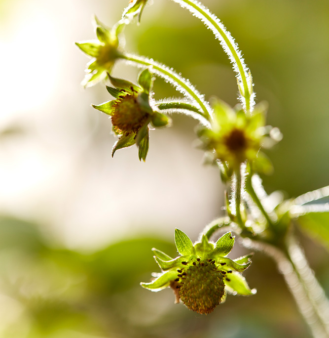 Nahaufnahme einer unreifen Erdbeere mit grünen Blättern und weißen Blüten auf einer Holzoberfläche. Das Bild, das von erfahrenen Food-Fotografen mit Bildsprache erstellt wurde, ist weich fokussiert und hebt die zarte Textur und das frische Wachstum hervor. Warmes Licht sorgt für eine ruhige und natürliche Atmosphäre.