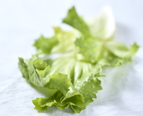 Frischer Endiviensalat auf hellem Leinentuch.